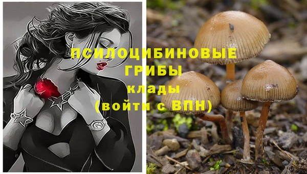 гидра Аркадак